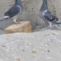 کی کفتر اردن خالص|پرنده|هامون, |دیوار