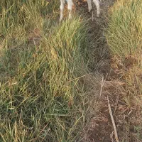 بز ماده افغانی