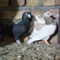 کبوتر سار هفرنگ