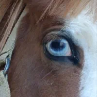 اسب یورقه نریان