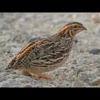 بلدرچین پرورشی