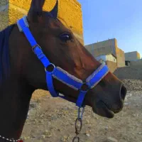 مادیان آبستن