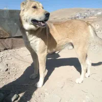 سگ افغان و پشدر