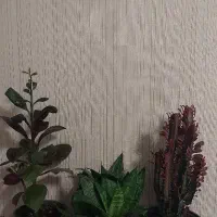 گل افوربیا وسانسوریا