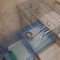 قفس|لوازم جانبی حیوانات|سمنان, |دیوار