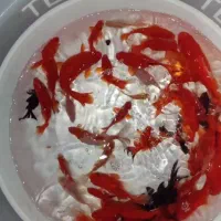 ماهی قرمز|ماهی|خلخال, |دیوار