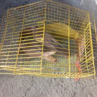 کبوتر راعبی ی جفت جوان