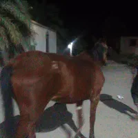 اسب مادیان|اسب و تجهیزات اسبسواری|نرماشیر, |دیوار