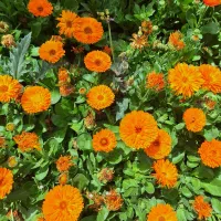 زمین در هشتگردفاز2