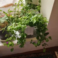 گل ناز شعمدانی وسانسوریا