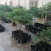 درخت زیتون تلخ برای سایه دهی، تماس بگیرید