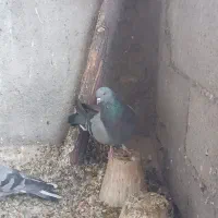 کبوترپرپریده آسمانی|پرنده|فرخ‌شهر, |دیوار