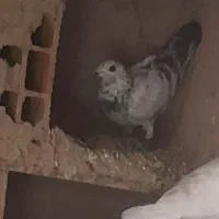 سه عدد نر پرشی|پرنده|بجنورد, |دیوار