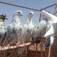 کفتر تیر|پرنده|دماوند, گیلاوند|دیوار