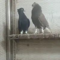 کبوتر دمسفید