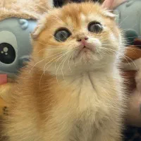 گربه اسکاتیش