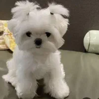 همه مدل سگ فانتزی رسید