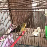 قناری نر بخون|پرنده|شاهین‌شهر, مسکن مهر|دیوار