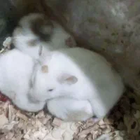 همستر دونه ای 200تومن