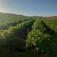 ملک کشاورزی|فروش دفتر صنعتی، کشاورزی، تجاری|نیشابور, ماروسک|دیوار