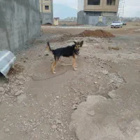 سگ ژرمن و روت وایلر|سگ|کرمانشاه, |دیوار