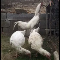 جوجه لاری