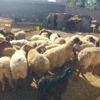 گوسفند جوان|حیوانات مزرعه|اردبیل, |دیوار