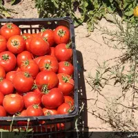 گوجه فرنگی ربی معاوضه کفتر