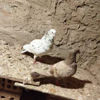 کفتر رنگه سبز