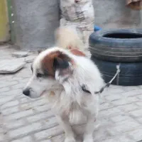 سگ پاکوتاه سالم و شیطون|سگ|شیروان (خراسان), |دیوار