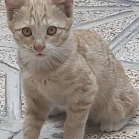 ۵ بچه گربه ملوس به همراه مادرشان واگذار می گردد