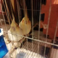 جفت عروس هلندی لوتینو مولد