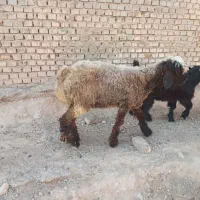 بره ماده