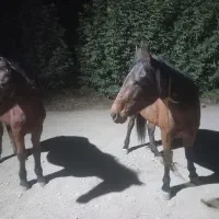 اسب مادیون|اسب و تجهیزات اسبسواری|چناران, |دیوار