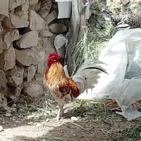 مرغ محلی اصل