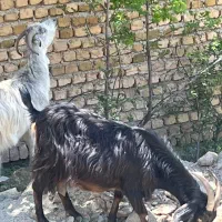 بز شیر ده|حیوانات مزرعه|هشتگرد, مدرس|دیوار
