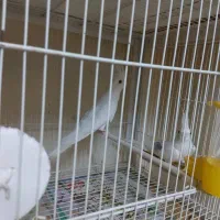 یک جفت عروس هلندی آلبینو مولد|پرنده|گرگان, |دیوار