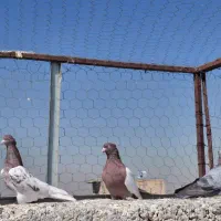 کفتر|پرنده|شیراز, کوشک میدان|دیوار