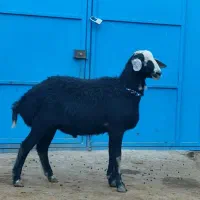 میش آبستن و قوچ|حیوانات مزرعه|ملکان, |دیوار