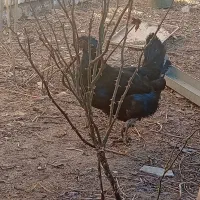 مرغ سیاه|حیوانات مزرعه|پیر بکران, |دیوار