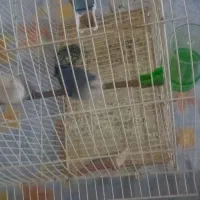 پرنده|پرنده|فردیس, شهرک شهید حسینی|دیوار