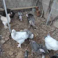 بوقلمون و مرغ برهما و کوشین|حیوانات مزرعه|شیراز, بید زرد|دیوار