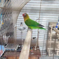 طوطی برزیلی|پرنده|رباط‌کریم, رباط‌کریم|دیوار