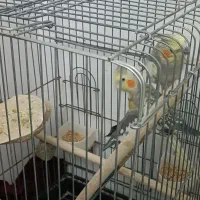 عروس هلندی|پرنده|محمدیه-قزوین, |دیوار