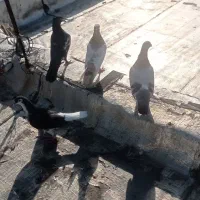 5تا کفتر خوب به قیمت مناسب