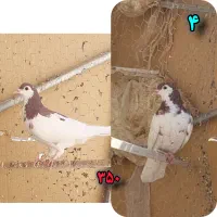 کفتر شازده سرور زرد پلاس یکت افشون|پرنده|قم, باجک دو|دیوار