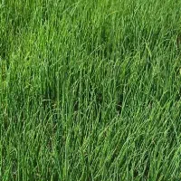 تیم محلی قرمز