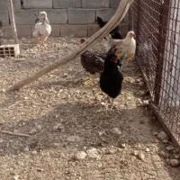 مرغ|حیوانات مزرعه|صوفیان, |دیوار