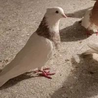 گمشده نر طوقی