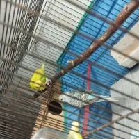 مرغ عشق مولد|پرنده|رشت, باهنر|دیوار